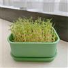 Generic 700 pz Semi di fagioli verdi Semi di ortaggi da balcone Semi biologici del tetto verde Germogli di fagioli mung Semi di ortaggi vaso da fiori bonsai da interno decorazione di piante