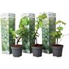 Plant in a Box - Piante di uva - Set di 3 - Vitis Vinifera - Uva Bianco - Duro - Vaso 9cm - Altezza 25-40cm