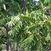 le Georgiche Vivai le Georgiche - Pianta vera di Noce nero Juglans nigra Noce americano - altezza alla vendita 60-80 cm