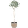 KENTIS - Eucalyptus Gunnii - Alberello Eucalipto - Piante Vere da Esterno Resistenti - Pianta da Giardino Antizanzara - H 40-50 cm Vaso Ø 15 cm