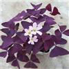 Zepre Oxalis belíssima pianta Vera Terredi Romagna