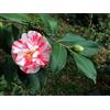 Generico Pianta di Camelia Japonica, cespuglio fiorito sempreverde, pianta in vaso 16cm (Screziata (Bicolor))