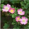 Vivaio di Castelletto Rosa Balsamina o Eleganteria Rosa Rubiginosa in vaso 2 lt h. 50 cm circa Vivaio di Castelletto