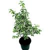 POWERS TO FLOWERS - PITTOSFORO VARIEGATO VASO 12CM, PITTOSFORMUM, pianta vera