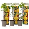 Plant in a Box - Rubus idaeus 'Fallgold' - Giallo - Set di 3 - Vaso 9cm - Altezza 25-40cm