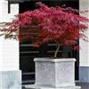 Vivaio di Castelletto Acero rosso giapponese Acero palmatum dissectum Firecracker pianta in vaso ø26 cm Vivaio di Castelletto