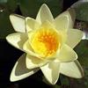 Generico Ninfea Marliacea Chromatella pianta viva a radice nuda - Fiore acquatico giallo chiaro - Per laghetti, stagni, fontane - Ninfea rustica resistente, crescita facile, spedizione veloce