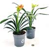 POWERS TO FLOWERS - CLIVIA GIALLA e ARANCIONE, VASO 13CM DIAMETRO, pianta vera