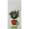 Generico Nerium Oleander, Pianta oleandro, bonsai colori misti casuali rosa, bianco,rosso, pPiante da siepe,Piante da esterno diametro vaso 8 litri altezza pianta 30 cm.