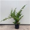 le Georgiche Vivai le Georgiche - Pianta vera di Juniperus chinensis Blue Alps - vaso Ø 23 cm