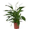 Plant in a Box - Spathiphyllum - Pianta d'appartamento - Spatifillo - Pianta cucchiaio - Vaso 17cm - Altezza 60-75cm