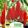 Generic Semi di germinazione Semi di ortaggi di pomodoro gigante rosso banana Pomodori succosi