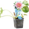 Bloomique - Nymphaea Attraction - Ninfea Rossa - Pianta Acquatica - Pianta da Stagno - Resistente al Freddo - Alta 10-20 cm - Vaso 11 cm