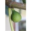eGarden.store - Pianta vera di Fico o Fioreone o Ficus Carica diverse varietà 2 anni - Albero da frutta commestibile da coltivare in giardino o in vaso (Natalino o Catalano)