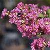 le Georgiche Vivai le Georgiche - Pianta vera di Lagerstroemia indica Nana Petite Pink Lillà delle Indie, Mirto crespo - vaso Ø 18 cm
