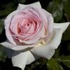 AMDGarden Meilland Pianta di Rosa PRINCE JARDINIER Alberello Profumata Rosa Cipria h 120cm Vaso 24cm Rifiorente AMDGarden