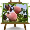 EURO PLANTS VIVAI Pesco Pesche a Polpa Gialla Flavorcrest - Pianta da Frutto Antico su Vaso ø 20 cm - Altezza 150~170 cm - Età 2 Anni
