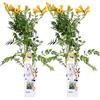 Bloomique - Set di 2 - Campsis radicans 'Flava' - Bignonia - Giallo - Rampicante - Pianta da giardino - Resistente al freddo - Alta 50-70 cm - Vaso da 15 cm
