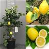 SAVINI VIVAI L'ARTE DI FARE NATURA SAVINI VIVAI Pianta di Limone Albero Agrumi Limone Sfusato Amalfitano in Vaso da 20 cm Altezza 70 cm 2-3 Anni di innesto Made Italy