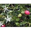Generic 10 Prugna Semi di Natal IP155 (Carissa Macrocarpa)