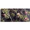 Seeds & Plants Shop by Ipsa Pezzi - 10x Couroupita Guianensis Kanonenkugelbaum Giardino Piante - Seme B469 - Seeds & Plants Shop by Ipsa