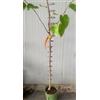 Generico Vivaio Garden Forest Gelso Pakistan bianco, Morus Saharanpur, Gelso pakistano bianco, Pianta vera, H 160cm, Piccoli spazi, Piante ornamentali, Pianta da frutto, Frutto saporito