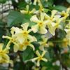 Generico AMDGarden Pianta di Rhincospermum Giallo Christabel Bielenberg Falso Gelsomino Rampicante Sempreverde per Esterni Vaso 18 cm