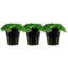 AquaOne Hemianthus callitrichoides Cuba - Pianta acquatica per acquario, coprente completamente radicato, facile da pulire, decorazione Aquascaping