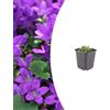 Plantenboetiek.nl Campanula portenschlagiana | 12 pezzi - 10-25cm - Ø9cm - Pianta da giardino
