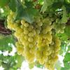 Vivaio di Castelletto Vite Uva da Tavola varietà Italia, Pianta in Vaso 2 litri Vivaio di Castelletto