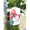 Jardines de Jaravia 1 Pianta - Guava di Fragole - Psidium cattleianum, Guava di Ciliegio, Frutta di Salute 110-125 cm