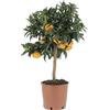 KENTIS - Pianta di Mandarino - Citrus Reticulata - Piante di Agrumi Vere - Alberi da Frutto da Giardino - Piante da Frutta da Esterno - H 70/80 cm Vaso Ø 20 cm