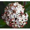Vivaio di Castelletto Viburno tino Viburnum tinus lentaggine pianta da siepe sempreverde in vaso 2 litri Vivaio di Castelletto