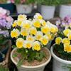 Generic viola cornuta - resistente balcone giardino balcone primavera semi di vaso 200pcs