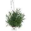 VIVAI DEL SOLE Lavanda Angustifolia, Lavanda Officinalis, Pianta ornamentale da esterno prodotta da Vivai del Sole vaso diametro cm 14
