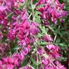 le Georgiche Vivai le Georgiche - Pianta vera di Desmodium penduliflorum Lespedeza thunbergii Trifoglio di Thunberg - vaso Ø 18 cm