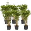 Plant in a Box - Bambù - Set di 6 - Fargesia nitida 'Gansu' - Altezza 50-70cm - Vaso 17cm - Bamboo ornamentale sempreverde - Pianta da giardino resistente al freddo - Ideale per siepi e vasi