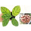 POWERS TO FLOWERS - HOYA CALLISTOPHYLLA, VASO 12CM DIAMETRO, pianta vera