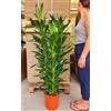 POWERS TO FLOWERS - DRACENA CORDILINE VERDE XXL, VASO 24CM, pianta da interno, pianta vera