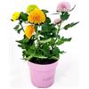 POWERS TO FLOWERS - CRISANTEMO PON PON XL CARNAVAL MULTICOLORE, VASO 13CM DIAMETRO, Piante Vere