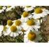 Generic 250 Grani di Camomilla Romana (Chamae Melum Nobile) G847 Grani di Camomilla Romana