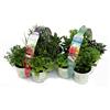 Amori e aromi ERBE AROMATICHE in set da n.6 vasi per insaporire grigliate + set da n. 6 vasi per guarnire e aromatizzare COCKTAIL e TISANE (in vaso Ø 9 cm)