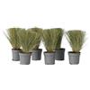 Plant in a Box - Stipa - Set di 6 - 'Pony Tail' - Erba ornamentale - Vaso 9cm - Altezza 20-30cm