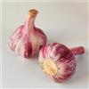 Generic Semi d'aglio resistenti, semi di invernali Allium sativum, da esterno balcone serra di giardino sul balcone da giardino roccioso resistenti esotiche 150pcs