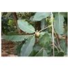 Seeds & Plants Shop by Ipsa Pezzi - 5x Diospyros Mespiliformis Africano Ebano Giardino Piante - Seme B646 - Seeds & Plants Shop by Ipsa
