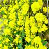 Generic Semi di gelsomino invernale, rampicanti resistenti Gelsomino nudiflorum, autunnali per luoghi soleggiati da balcone resistenti 50pcs
