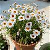 Generic Semi di Argyranthemum frutescens, da giardino roccioso resistenti margherita semi di crisantemo 600pcs