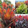 VNGMXF Canna Rhizome, perfetto per interni ed esterni, resistente alla siccità, gioco di colori unico, multicolore ad alta resa, resistente all'inverno, 1 cipolla