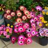 Generic delosperma - giardini di rocce resistenti semi di decorativi riverdimento tetti 200pcs