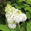 le Georgiche Vivai le Georgiche - Pianta vera di Hydrangea quercifolia Harmony Ortensia a foglie di quercia 'Harmony' - vaso Ø 18 cm